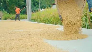 稻田结实丰收的水稻晾晒视频的预览图
